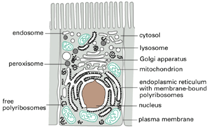 picture of intracellular compartments of an animal cell